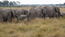 elephant herd 