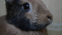 bunny with wiggly nose 