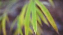 zooming in on green leaves