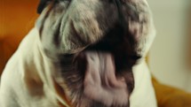 english bulldog yawning