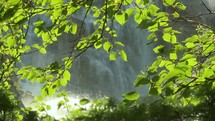 waterfall and a birch tree