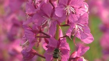 bees pollinating flowers 