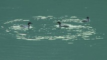 Loons swimming in a pond.