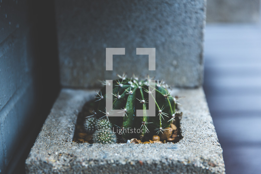 cactus in a cinderblock 
