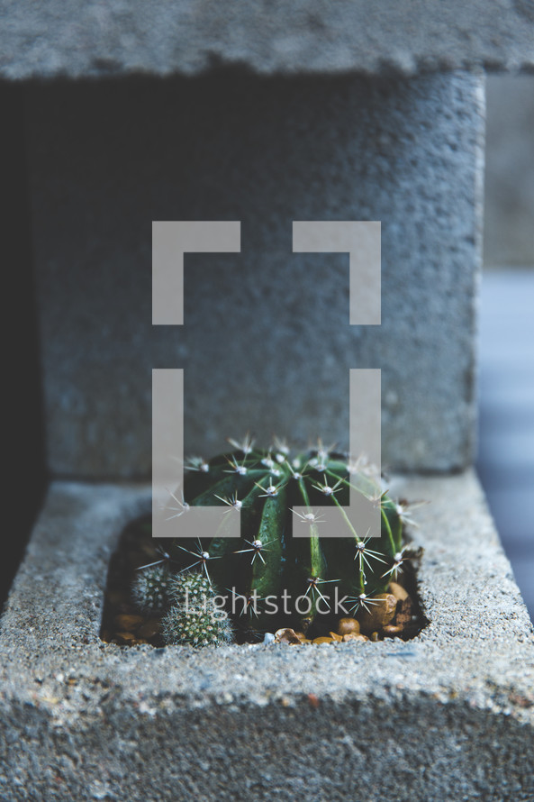 cactus growing in a cinderblock 