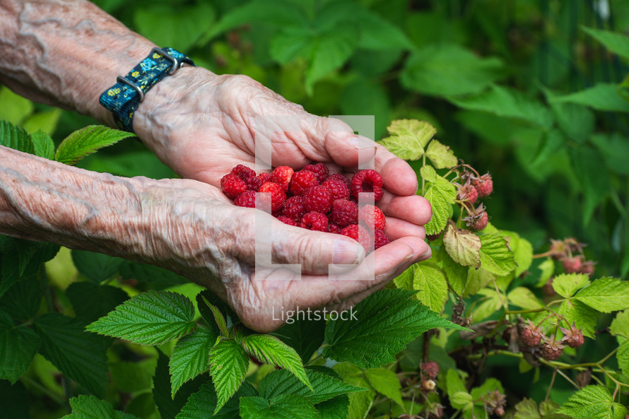 freshly picked raspberries in senior hands 