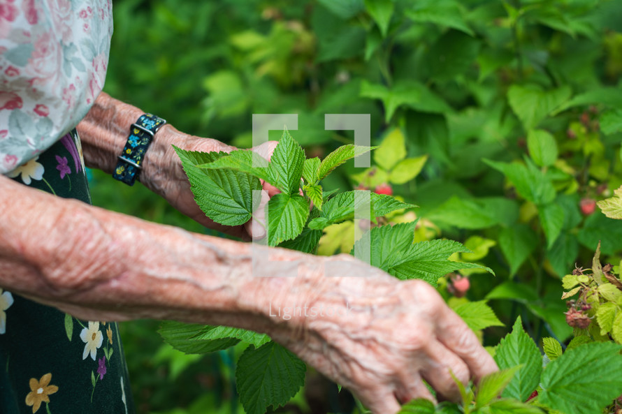 an elderly woman picking raspberries 