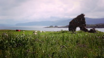 Iona ruins in a field of grass with a herd of sheep.