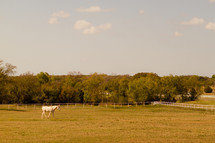 White horse walking through the pasture