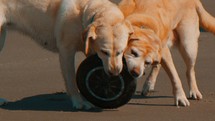 Dogs chewing on a tire.
