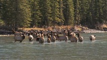 elk in a river