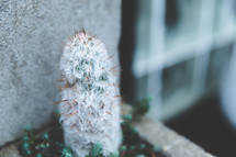 cactus growing in a cinderblock 