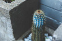 cactus in a cinderblock 
