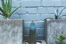 cactus and aloe growing in cinderblocks 