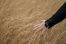 a man walking through a field of tall brown grasses touching with his hand 