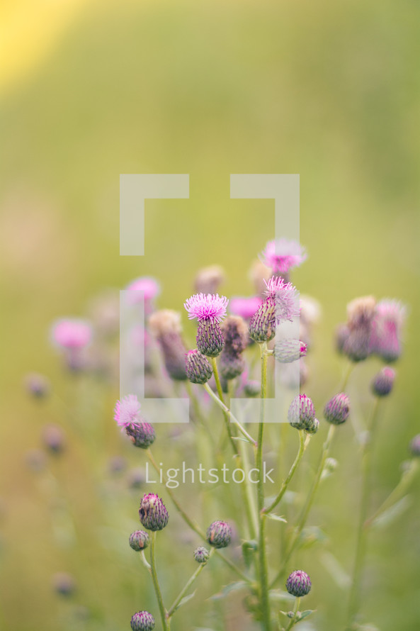 purple flowers against a green background 