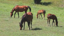 grazing horses 