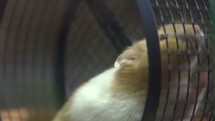 hamster on a wheel 