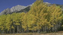 Fall foliage in front of mountains.