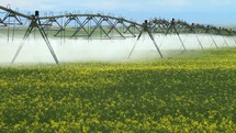 irrigation over a canola field 