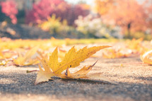 golden autumn leaves on the ground 