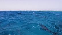 Huge pod of Dolphins in the Lagoon of Sataya has been filmed underwater in the Red Sea in the Fury Shoals, in November 2022.The shots are taken with Sony A1 with SEL 2860 & Nauticam Housing and WACP1 underwater lensShot are native 8K30p in 422 10 Bits / edited with DaVinci Resolve