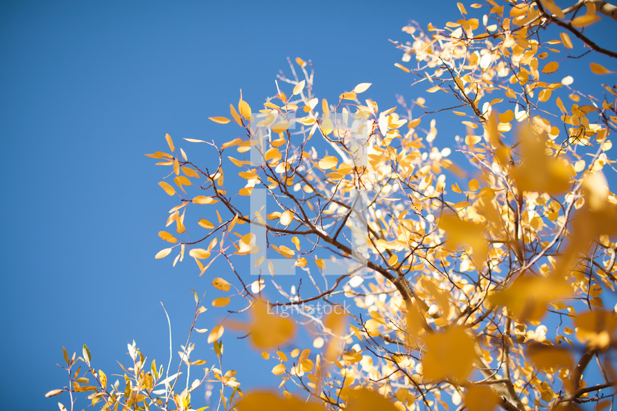 yellow fall leaves and blue sky