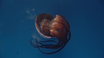 Jellyfish swimming in blue ocean water