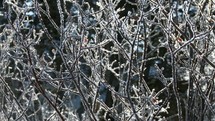 Frost on branches.