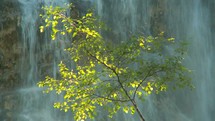 birch tree and waterfall 