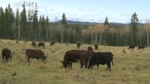 grazing cattle 