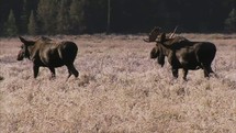 moose walking 