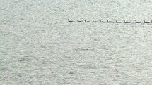 Geese on water