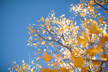 yellow fall leaves and blue sky