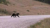 bear crossing the road 