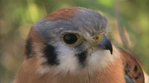 falcon head