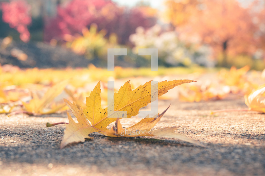 golden autumn leaves on the ground 