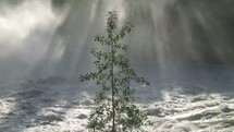 Solitary tree by a flowing river creating mist.