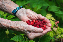 freshly picked raspberries in senior hands 