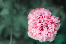 pink carnation flower 