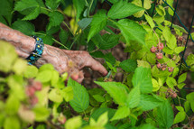 an elderly woman picking raspberries 