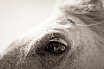 Closeup of horses eye