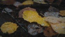 Rain Drops On Fallen Autumn Leaves