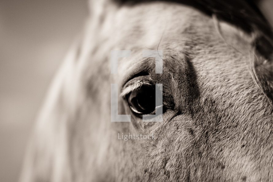 Closeup on horses eye