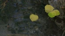 leaves floating on a moving stream