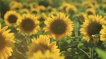 field of sunflowers s