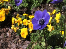 purple anemone flower 