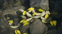Autumn leaves floating in water with rocks.