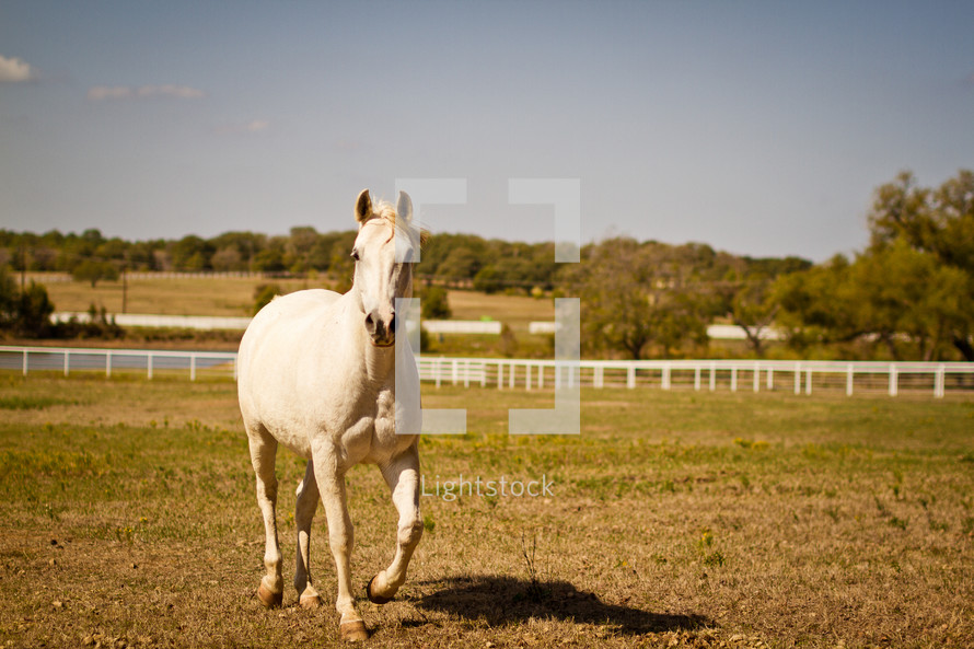 White horse running through field