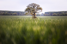 a lone tree in field of green 